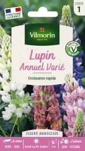 Lupin Annuel Varié